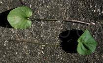 Attēlu rezultāti vaicājumam “Viola palustris leaf”