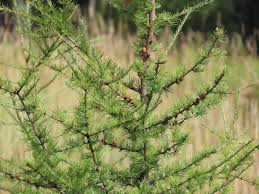 Attēlu rezultāti vaicājumam “Larix”