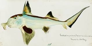 Image result for Callorhinchus capensis