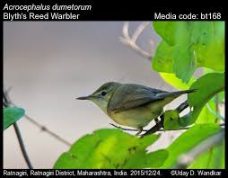 Attēlu rezultāti vaicājumam “Acrocephalus dumetorum”