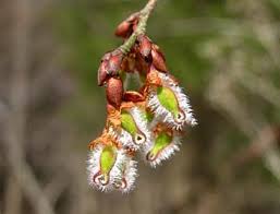 Attēlu rezultāti vaicājumam “Ulmus laevis flower”