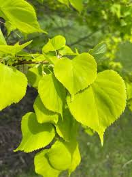 Attēlu rezultāti vaicājumam “Tilia cordata leaf”
