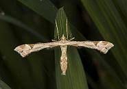 Attēlu rezultāti vaicājumam “Platyptilia gonodactyla”