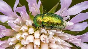 Attēlu rezultāti vaicājumam “Cryptocephalus aureolus, Cryptocephalus sericeus”