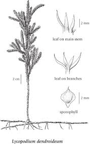 Attēlu rezultāti vaicājumam “Lycopodium dubium”
