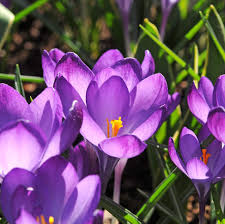 Attēlu rezultāti vaicājumam “Crocus vernus subsp. vernus”