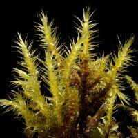 Attēlu rezultāti vaicājumam “Campylium stellatum”