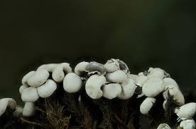 Attēlu rezultāti vaicājumam “Diderma chondrioderma spores”