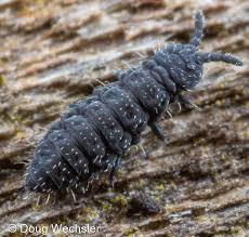 Attēlu rezultāti vaicājumam “Hypogastrura sp.”