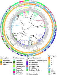 Attēlu rezultāti vaicājumam “Populus x lettland”