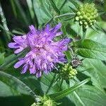 Image result for Knautia dipsacifolia