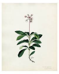 Attēlu rezultāti vaicājumam “Chimaphila umbellata”