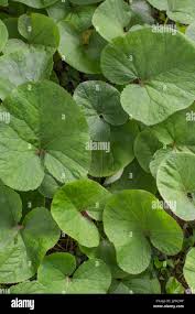 Attēlu rezultāti vaicājumam “Petasites hybridus leaf”