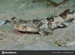 Image result for Haploblepharus pictus