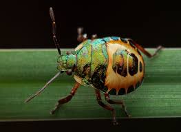 Attēlu rezultāti vaicājumam “Troilus luridus”