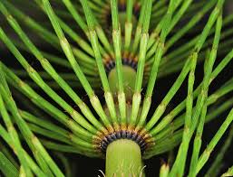 Attēlu rezultāti vaicājumam “Equisetum telmateia”