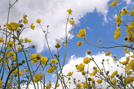 Attēlu rezultāti vaicājumam “Ranunculus acris flower”