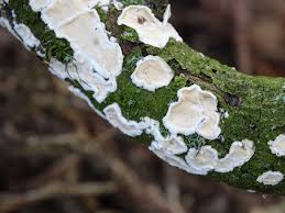 Attēlu rezultāti vaicājumam “Stereum rugosum”