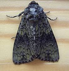 Attēlu rezultāti vaicājumam “Craniophora ligustri larva”