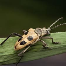 Attēlu rezultāti vaicājumam “Pachyta quadrimaculata”