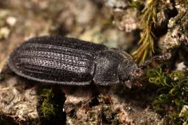 Attēlu rezultāti vaicājumam “Grynocharis oblonga”