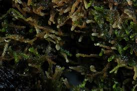 Attēlu rezultāti vaicājumam “Cephalozia catenulata”