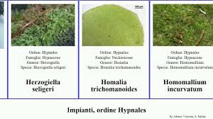 Attēlu rezultāti vaicājumam “Homomallium incurvatum”