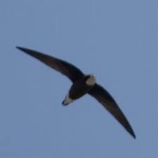 Image result for Hirundapus caudacutus