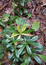 Attēlu rezultāti vaicājumam “Chimaphila umbellata”