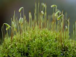 Attēlu rezultāti vaicājumam “Bryum pallescens sporophyte”