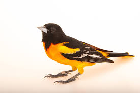 Image result for Icterus galbula