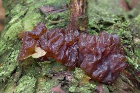 Attēlu rezultāti vaicājumam “Exidia saccharina”