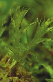 Attēlu rezultāti vaicājumam “Dicranella staphylina”
