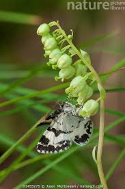 Attēlu rezultāti vaicājumam “Spargania luctuata”