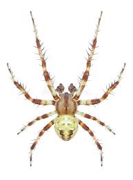 Attēlu rezultāti vaicājumam “Araneus quadratus male”