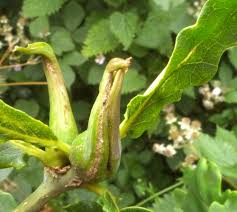 Attēlu rezultāti vaicājumam “Thecabius affinis nymph”