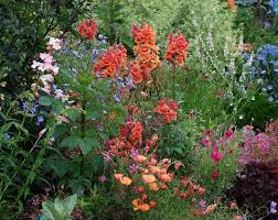 Image result for Antirrhinum majus