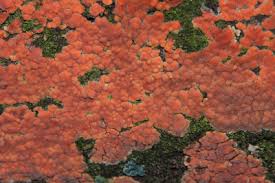 Attēlu rezultāti vaicājumam “Peniophora rufa”