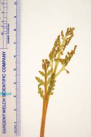 Attēlu rezultāti vaicājumam “Botrychium matricariifolium”