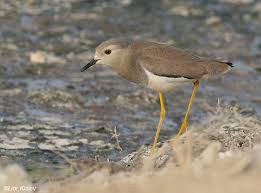 Image result for Vanellus leucurus