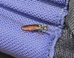 Attēlu rezultāti vaicājumam “Acantholyda erythrocephala”