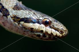 Attēlu rezultāti vaicājumam “Coronella austriaca adult”