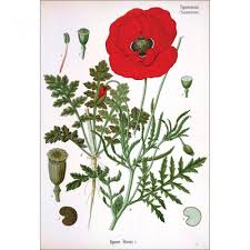 Image result for Papaver rhoeas