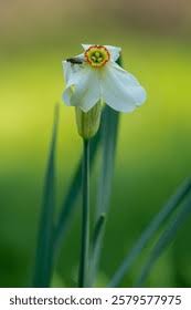 Attēlu rezultāti vaicājumam “Narcissus poeticus”