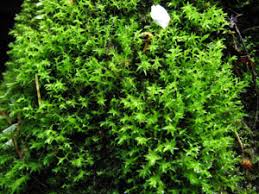 Attēlu rezultāti vaicājumam “Dichodontium pellucidum sporophyte”