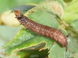 Attēlu rezultāti vaicājumam “Notocelia roborana”