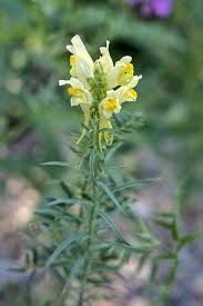 Attēlu rezultāti vaicājumam “Linaria vulgaris bud”