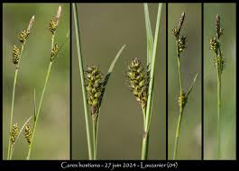 Attēlu rezultāti vaicājumam “Carex hostiana”