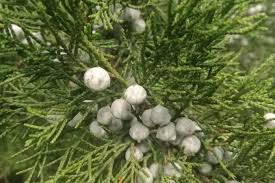 Attēlu rezultāti vaicājumam “Juniperus chinensis”