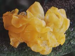 Attēlu rezultāti vaicājumam “Tremella mesenterica”